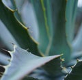 Close up of multiple green agave leaves with spikes