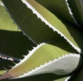 Close up of multiple green agave leaves with spikes