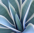 Close up of multiple green agave leaves with spikes