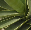 Close up of multiple green agave leaves with spikes