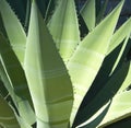 Close up of multiple green agave leaves with spikes