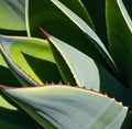 Close up of multiple green agave leaves with spikes