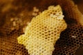 Close-up of multiple honeycombs filled with a yellow, syrupy substance Royalty Free Stock Photo