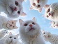 Close-up of multiple white Turkish Angora cats, looking down at a screen from above, against a sky backdrop Curious expressions Royalty Free Stock Photo
