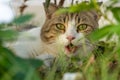 Close up of munchkin cat`s face hiding in the green garden. It looks frightened