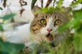 Close up of munchkin cat`s face hiding in the green garden.It looks frightened