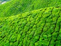 Close up of Munnar tea hills Royalty Free Stock Photo