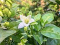 Close-up on a murraya paniculata, commonly called orange jasmine Royalty Free Stock Photo