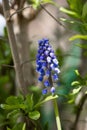 Close-up of Muscari Armeniacum flowers with vibrant green foliage