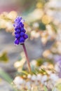 Close up of a Muscari flower Royalty Free Stock Photo