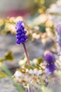Close up of a Muscari flower Royalty Free Stock Photo