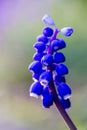 Close up of a Muscari flower Royalty Free Stock Photo