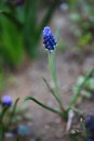 Muscari neglectum