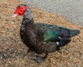 CLOSE UP OF THE BEAUTY OF A MUSCOVY DUCK Royalty Free Stock Photo