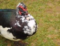 Muscovy Duck Cairina moschata in the grass. Royalty Free Stock Photo