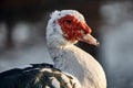 Muscovy duck Cairina moschata is a large duck native to Mexico Royalty Free Stock Photo