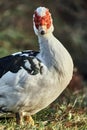 Muscovy duck Cairina moschata is a large duck native to Mexico Royalty Free Stock Photo