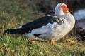 Muscovy duck Cairina moschata is a large duck native to Mexico Royalty Free Stock Photo