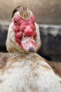 Close up muscovy duck Cairina moschata is a large duck native to Mexico Royalty Free Stock Photo