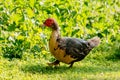 Close-up of a Muscovy Duck (Cairina moschata)