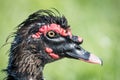 Close up of Muscovy duck head Royalty Free Stock Photo