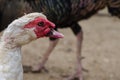 Close up of Muscovy Duck head Royalty Free Stock Photo