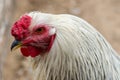 Close up of Light Brahma bantam rooster