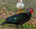 CLOSE UP OF MUSCOVY DUCK Royalty Free Stock Photo