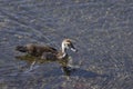 Muscovy Fledgling Duckling Swimming Royalty Free Stock Photo