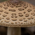 Close-up of a mushroom cap displaying a textured, patterned surface with a Royalty Free Stock Photo
