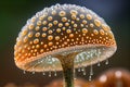 close-up of mushroom cap, with droplets of water beading on the surface