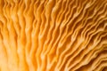 Close-up of mushroom cap gills, macro shot, texture of the bottom of the mushroom from an extremely close distance Royalty Free Stock Photo