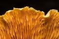 Close-up of mushroom cap gills, macro shot, texture of the bottom of the mushroom from an extremely close distance Royalty Free Stock Photo