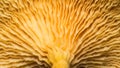 close-up of mushroom cap gills, macro shot, texture of the bottom of the mushroom from an extremely close distance Royalty Free Stock Photo