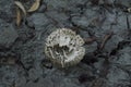 close-up: mushroom cap of yellow-staining mushroom on the dry grey ground Royalty Free Stock Photo