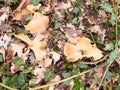 close up mushroom caps on forest floor woodland uk Royalty Free Stock Photo