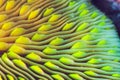 Close-up of a Mushroom Coral Skeleton