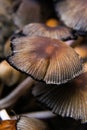 Close up of a Mushroom Field in Autumn