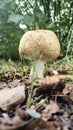 Close-up of Mushroom in Forest Royalty Free Stock Photo