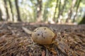 Close up of a mushroom on the ground in the middle of the forest Royalty Free Stock Photo