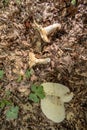 Close up of a mushroom on the ground in the middle of the forest Royalty Free Stock Photo