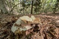 Close up of a mushroom on the ground in the middle of the forest Royalty Free Stock Photo