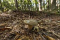 Close up of a mushroom on the ground in the middle of the forest Royalty Free Stock Photo