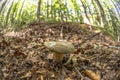Close up of a mushroom on the ground in the middle of the forest Royalty Free Stock Photo