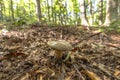 Close up of a mushroom on the ground in the middle of the forest Royalty Free Stock Photo