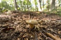 Close up of a mushroom on the ground in the middle of the forest Royalty Free Stock Photo