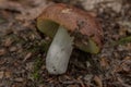 Close up of a mushroom on the ground in the middle of the forest Royalty Free Stock Photo
