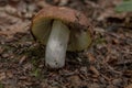 Close up of a mushroom on the ground in the middle of the forest Royalty Free Stock Photo