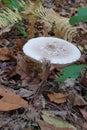 Close up of a mushroom on the ground in the middle of the forest Royalty Free Stock Photo