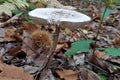 Close up of a mushroom on the ground in the middle of the forest Royalty Free Stock Photo